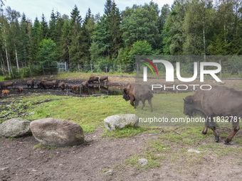 American bison are seen in Markaryd, Sweden, on the Moose farm of Smalandet on August 8, 2024. In the area of the farm, people can drive a 3...