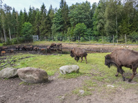 American bison are seen in Markaryd, Sweden, on the Moose farm of Smalandet on August 8, 2024. In the area of the farm, people can drive a 3...