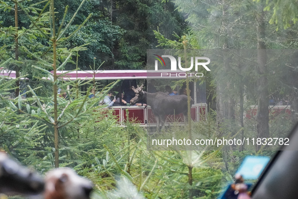 Mose is seen on the Moose farm of Smalandet in Markaryd, Sweden, on August 8, 2024. On the farm, people drive a 3 km long forest road in the...