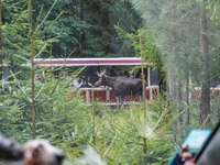 Mose is seen on the Moose farm of Smalandet in Markaryd, Sweden, on August 8, 2024. On the farm, people drive a 3 km long forest road in the...