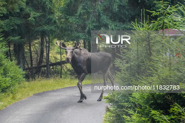 Mose is seen on the Moose farm of Smalandet in Markaryd, Sweden, on August 8, 2024. On the farm, people drive a 3 km long forest road in the...