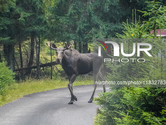 Mose is seen on the Moose farm of Smalandet in Markaryd, Sweden, on August 8, 2024. On the farm, people drive a 3 km long forest road in the...