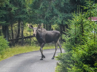 Mose is seen on the Moose farm of Smalandet in Markaryd, Sweden, on August 8, 2024. On the farm, people drive a 3 km long forest road in the...