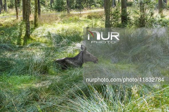 Mose is seen on the Moose farm of Smalandet in Markaryd, Sweden, on August 8, 2024. On the farm, people drive a 3 km long forest road in the...