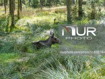 Mose is seen on the Moose farm of Smalandet in Markaryd, Sweden, on August 8, 2024. On the farm, people drive a 3 km long forest road in the...