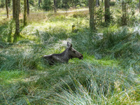 Mose is seen on the Moose farm of Smalandet in Markaryd, Sweden, on August 8, 2024. On the farm, people drive a 3 km long forest road in the...