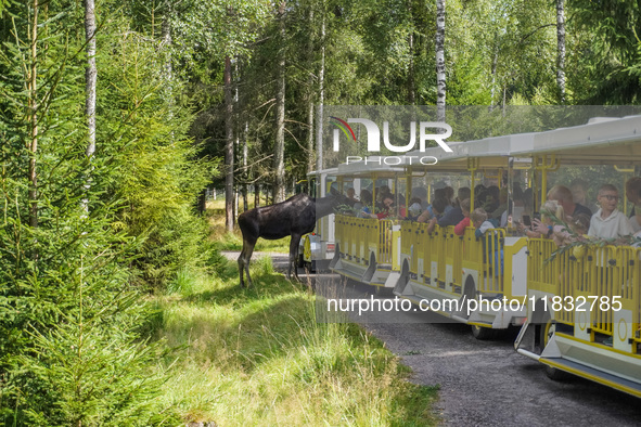 Mose is seen on the Moose farm of Smalandet in Markaryd, Sweden, on August 8, 2024. On the farm, people drive a 3 km long forest road in the...