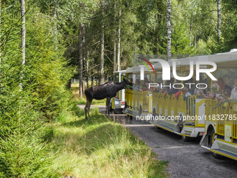 Mose is seen on the Moose farm of Smalandet in Markaryd, Sweden, on August 8, 2024. On the farm, people drive a 3 km long forest road in the...