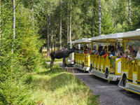 Mose is seen on the Moose farm of Smalandet in Markaryd, Sweden, on August 8, 2024. On the farm, people drive a 3 km long forest road in the...