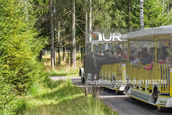 Mose is seen on the Moose farm of Smalandet in Markaryd, Sweden, on August 8, 2024. On the farm, people drive a 3 km long forest road in the...