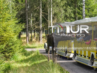 Mose is seen on the Moose farm of Smalandet in Markaryd, Sweden, on August 8, 2024. On the farm, people drive a 3 km long forest road in the...