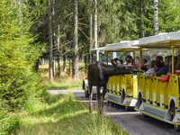 Mose is seen on the Moose farm of Smalandet in Markaryd, Sweden, on August 8, 2024. On the farm, people drive a 3 km long forest road in the...