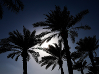 Palm trees are seen in Doha, Qatar on December 3, 2024. (