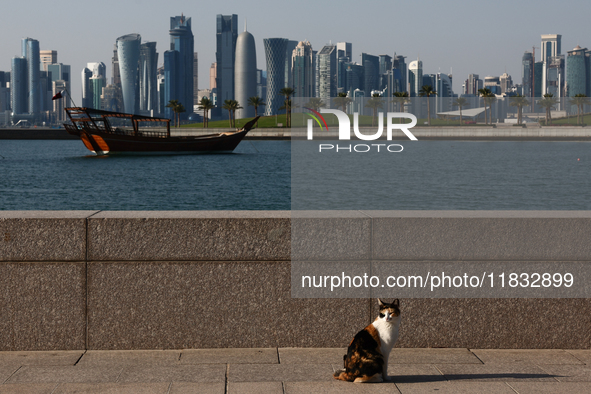 A cat is seen with the city and a wooden boat in Doha, Qatar on December 3, 2024. 