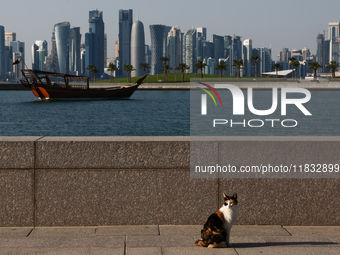 A cat is seen with the city and a wooden boat in Doha, Qatar on December 3, 2024. (