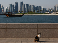 A cat is seen with the city and a wooden boat in Doha, Qatar on December 3, 2024. (