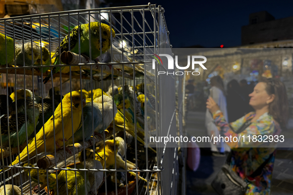 Birds for sale are seen at the Souq Waqif in Doha, Qatar on December 3, 2024. 