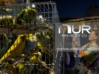 Birds for sale are seen at the Souq Waqif in Doha, Qatar on December 3, 2024. (