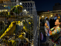 Birds for sale are seen at the Souq Waqif in Doha, Qatar on December 3, 2024. (