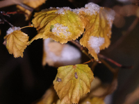 The first significant snowfall of the season occurs in Toronto, Ontario, Canada, on December 4, 2024. (