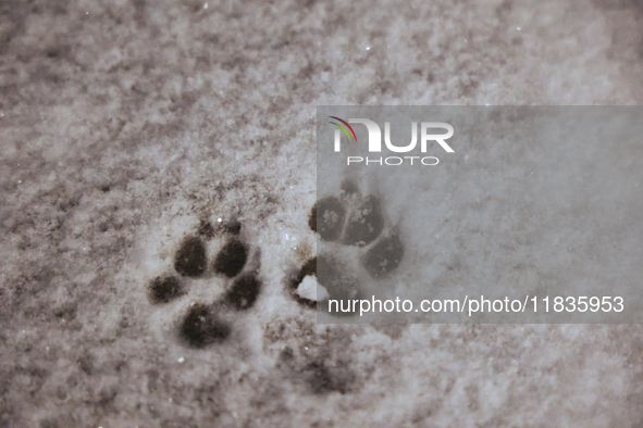 Dog paw prints in the snow follow the first significant snowfall of the season in Toronto, Ontario, Canada, on December 4, 2024. 