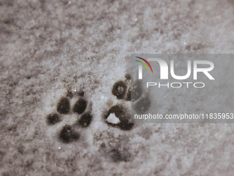 Dog paw prints in the snow follow the first significant snowfall of the season in Toronto, Ontario, Canada, on December 4, 2024. (