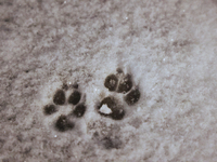 Dog paw prints in the snow follow the first significant snowfall of the season in Toronto, Ontario, Canada, on December 4, 2024. (