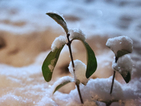 The first significant snowfall of the season occurs in Toronto, Ontario, Canada, on December 4, 2024. (