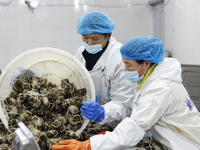 Workers process crabs for export to South Korea at a production workshop of an aquatic food company in Suqian, Jiangsu province, China, on D...