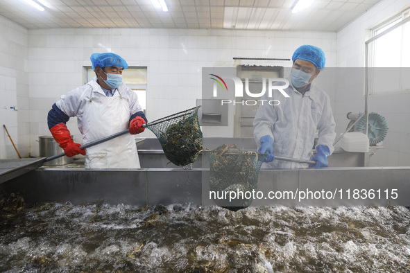 Workers process crabs for export to South Korea at a production workshop of an aquatic food company in Suqian, Jiangsu province, China, on D...