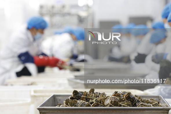 Workers process crabs for export to South Korea at a production workshop of an aquatic food company in Suqian, Jiangsu province, China, on D...