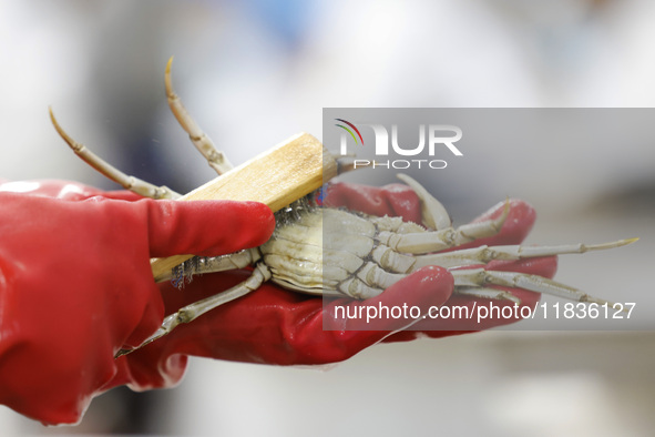 A worker processes crabs for export to South Korea at a production workshop of an aquatic food company in Suqian, Jiangsu province, China, o...