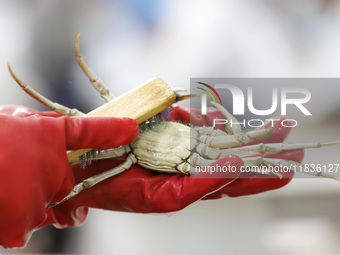 A worker processes crabs for export to South Korea at a production workshop of an aquatic food company in Suqian, Jiangsu province, China, o...