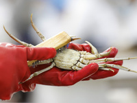 A worker processes crabs for export to South Korea at a production workshop of an aquatic food company in Suqian, Jiangsu province, China, o...