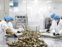 Workers process crabs for export to South Korea at a production workshop of an aquatic food company in Suqian, Jiangsu province, China, on D...