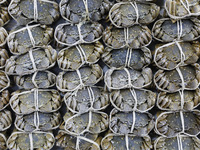 Workers process crabs for export to South Korea at a production workshop of an aquatic food company in Suqian, Jiangsu province, China, on D...