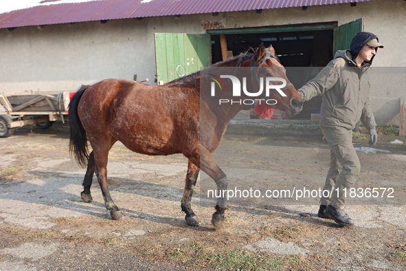 In Kosiv, Ukraine, on December 2, 2024, a worker leads a Hutsul pony, also known as a Hucul pony or Carpathian pony, by the harness at the H...