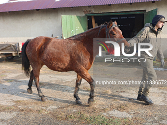 In Kosiv, Ukraine, on December 2, 2024, a worker leads a Hutsul pony, also known as a Hucul pony or Carpathian pony, by the harness at the H...