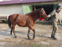 In Kosiv, Ukraine, on December 2, 2024, a worker leads a Hutsul pony, also known as a Hucul pony or Carpathian pony, by the harness at the H...