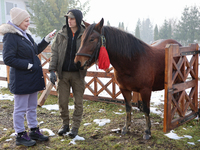 In Kosiv, Ukraine, on December 2, 2024, a worker speaks to a journalist about the Hutsul pony, also known as the Hucul pony or Carpathian po...