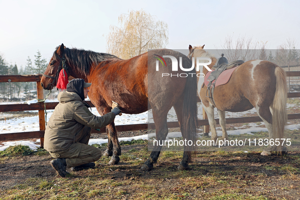 In Kosiv, Ukraine, on December 2, 2024, a worker brushes a Hutsul pony, also known as a Hucul pony or Carpathian pony, at the Hutsulyk Hutsu...