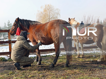 In Kosiv, Ukraine, on December 2, 2024, a worker brushes a Hutsul pony, also known as a Hucul pony or Carpathian pony, at the Hutsulyk Hutsu...