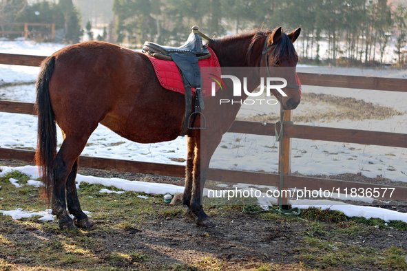 A Hutsul pony, also known as a Hucul pony or Carpathian pony, lives at the Hutsulyk Hutsul Pony Centre at the Hutsulshchyna National Nature...