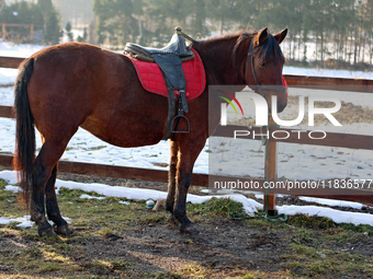 A Hutsul pony, also known as a Hucul pony or Carpathian pony, lives at the Hutsulyk Hutsul Pony Centre at the Hutsulshchyna National Nature...