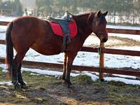 A Hutsul pony, also known as a Hucul pony or Carpathian pony, lives at the Hutsulyk Hutsul Pony Centre at the Hutsulshchyna National Nature...