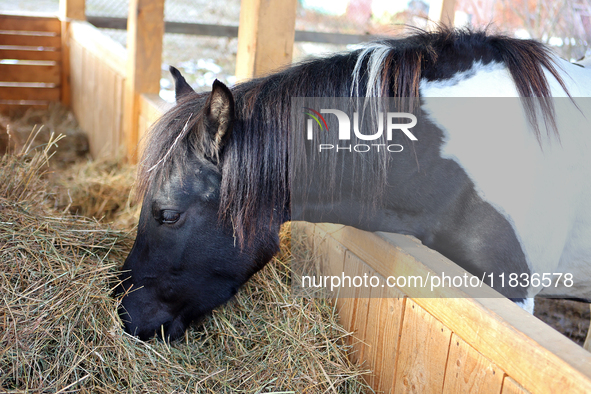 A Hutsul pony, also known as a Hucul pony or Carpathian pony, eats hay at the Hutsulyk Hutsul Pony Centre at the Hutsulshchyna National Natu...