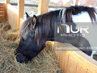 A Hutsul pony, also known as a Hucul pony or Carpathian pony, eats hay at the Hutsulyk Hutsul Pony Centre at the Hutsulshchyna National Natu...