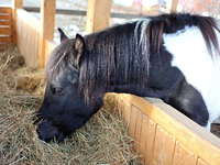 A Hutsul pony, also known as a Hucul pony or Carpathian pony, eats hay at the Hutsulyk Hutsul Pony Centre at the Hutsulshchyna National Natu...