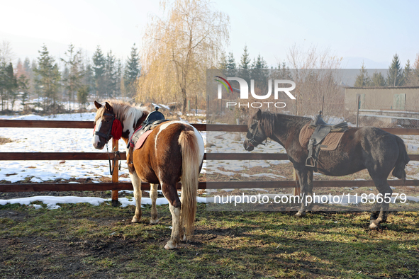 Hutsul ponies, also known as Hucul ponies or Carpathian ponies, live at the Hutsulyk Hutsul Pony Centre at the Hutsulshchyna National Nature...