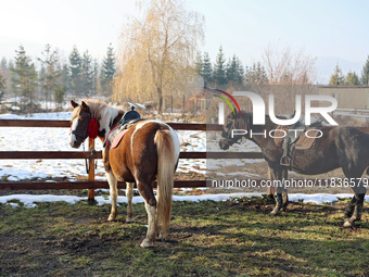 Hutsul ponies, also known as Hucul ponies or Carpathian ponies, live at the Hutsulyk Hutsul Pony Centre at the Hutsulshchyna National Nature...